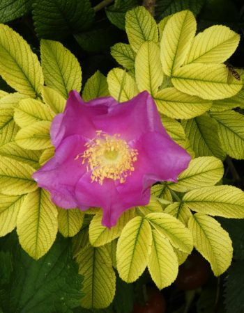 Grantham & District Camera Club