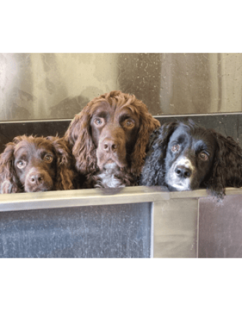 Woody’s Boarding Kennels