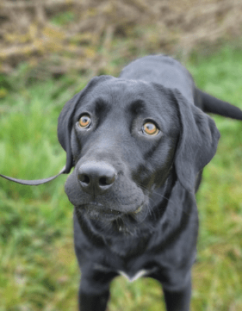 Woody’s Boarding Kennels
