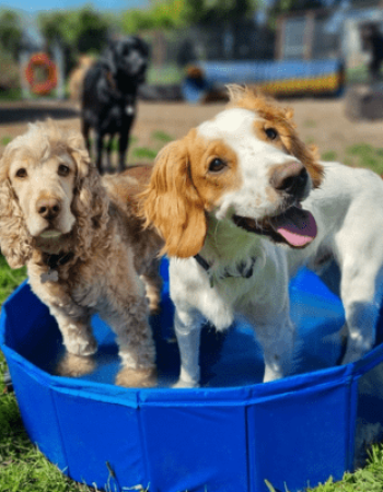 Woody’s Boarding Kennels