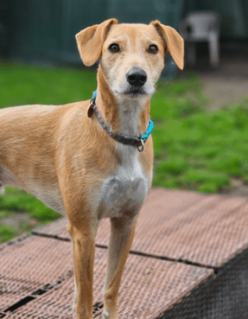 Woody’s Boarding Kennels