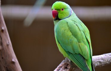 blog-grid-1-410x308