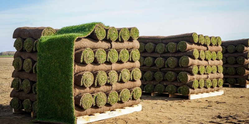 Belvoir Turf