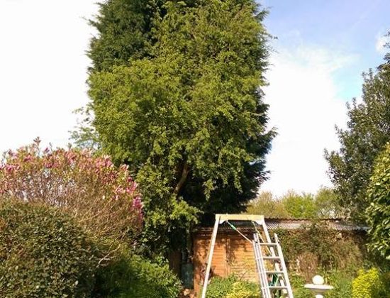 Bradshaw Tree Services