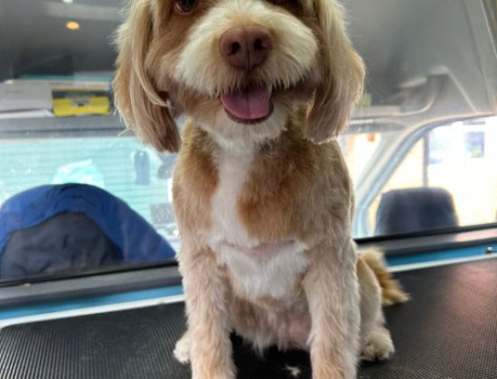 HydroHounds Dog Grooming