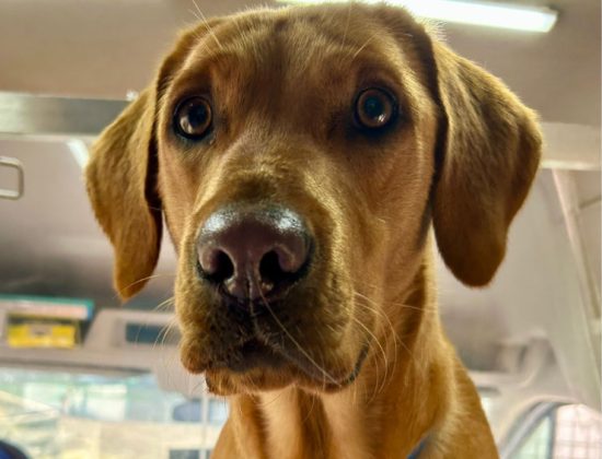 HydroHounds Dog Grooming