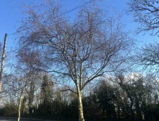 Charlie Short Tree Services