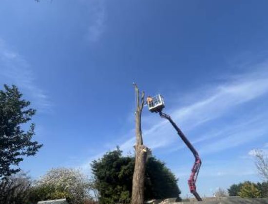 Charlie Short Tree Services