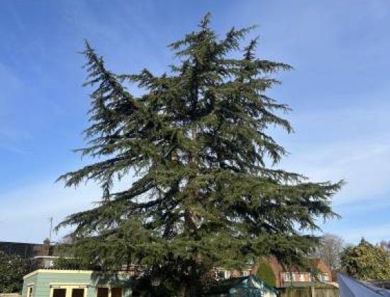 Charlie Short Tree Services